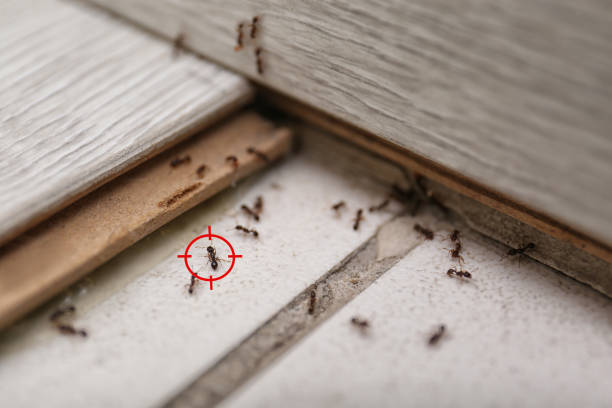 Best Commercial Pest Control Services  in Chisago City, MN