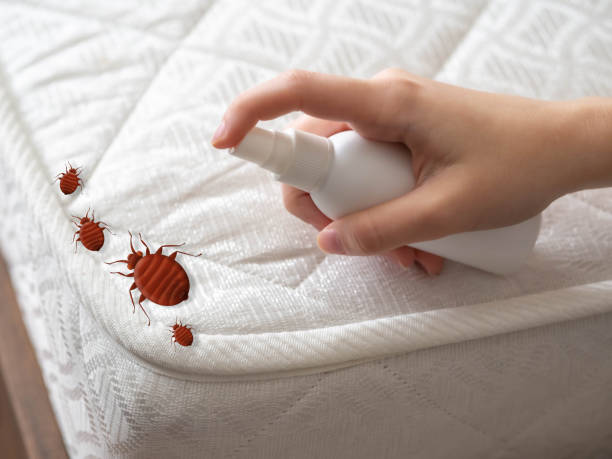 Trusted Chisago City, MN Pest Control Experts