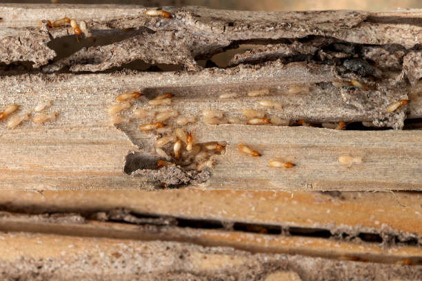 Best Ant Control Services  in Chisago City, MN